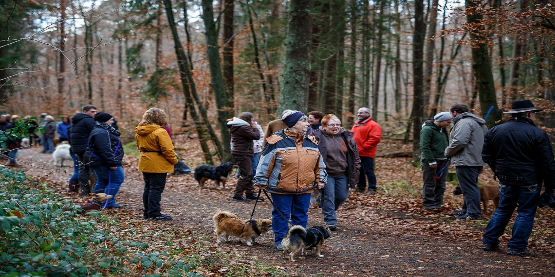 Sozialisierungsspaziergang