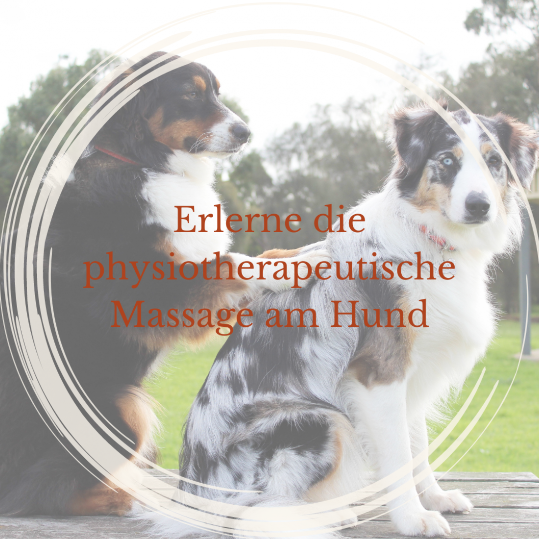 Erlerne die physiotherapeutische Massage am Hund mit Stephanie Neumann