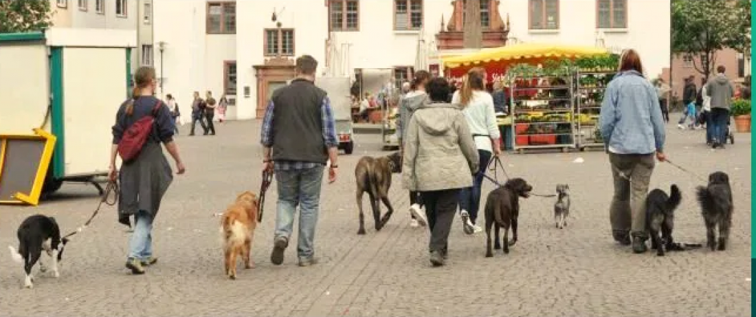 Infoveranstaltung Hundeführerschein