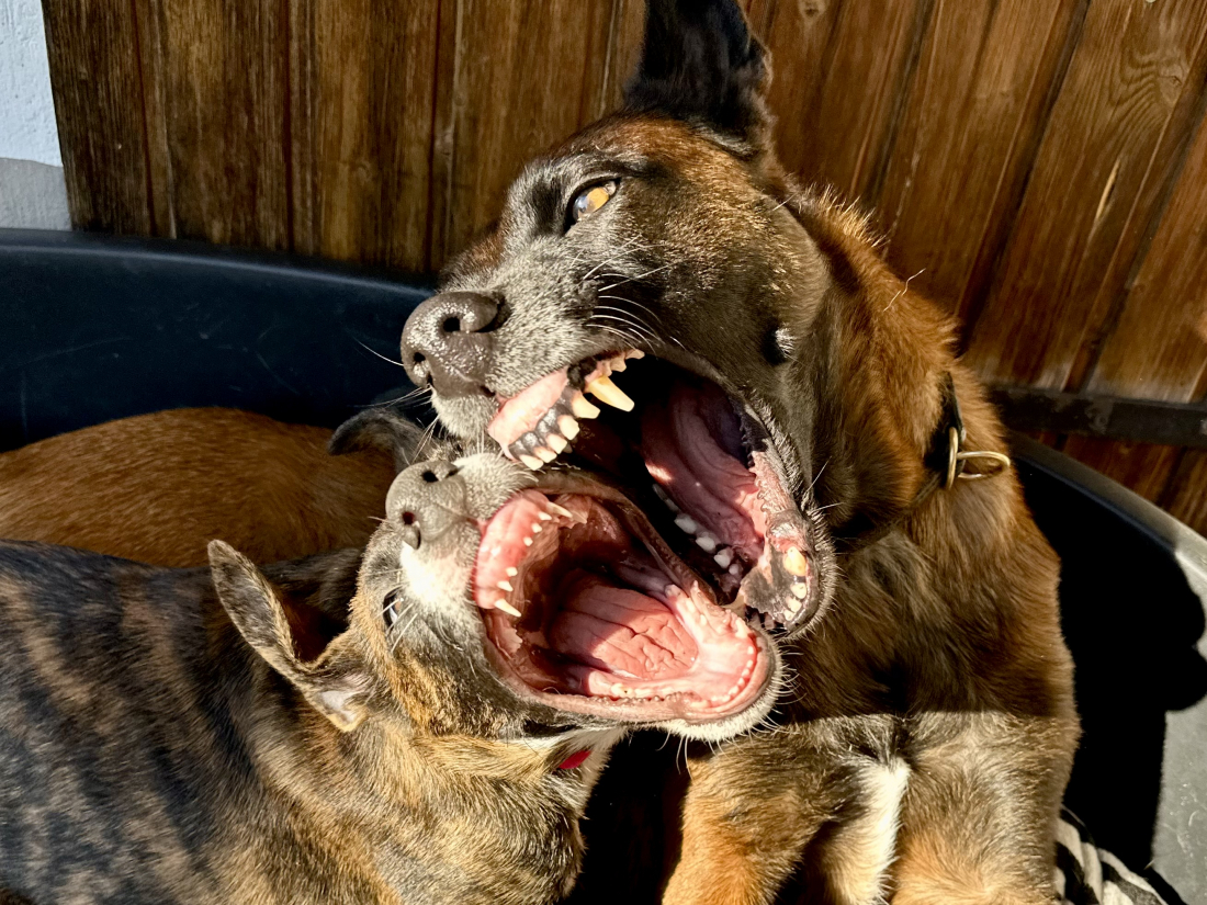 Eva Grau - Theorieseminar: Ausdrucksverhalten Hund-Hund / Hund-Mensch