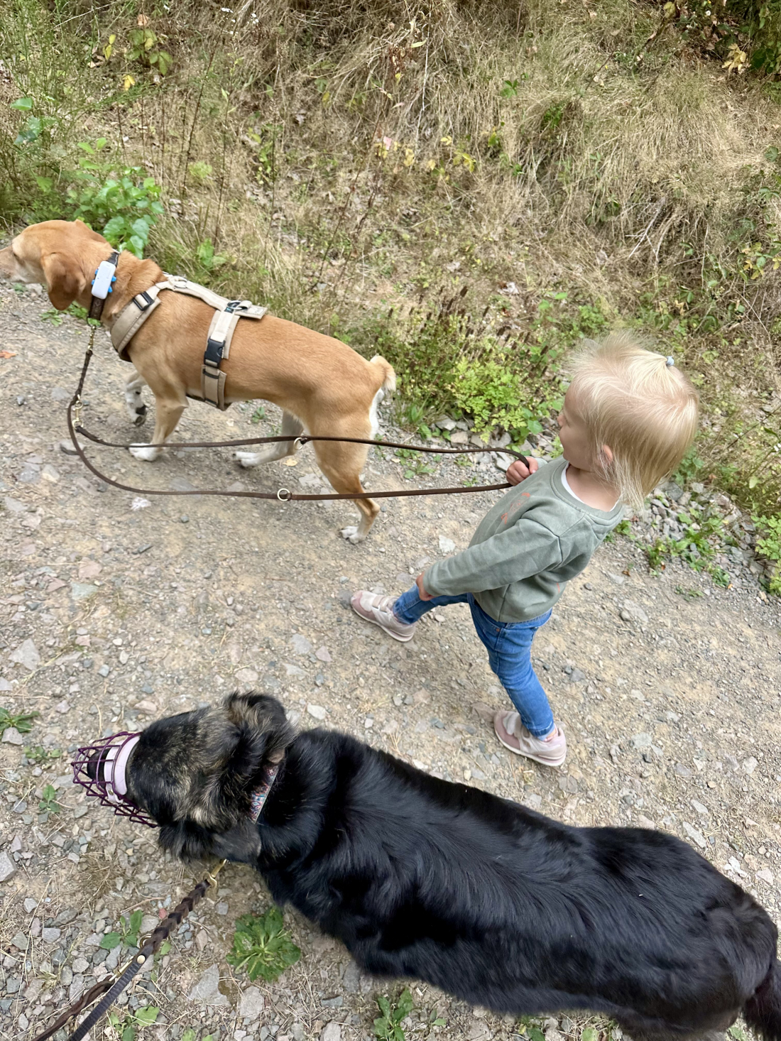 Intensivtag Kind-Hund