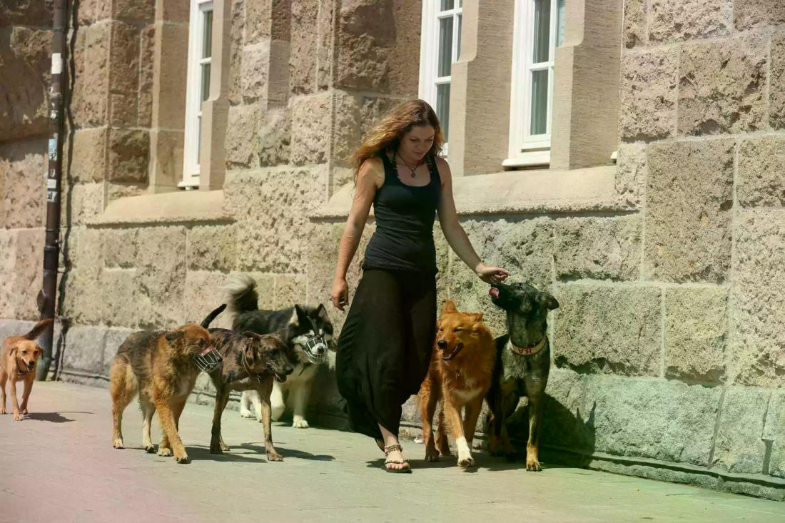 Franzi Ferenz - Warum issn der so? Leben mit Persönlichkeiten