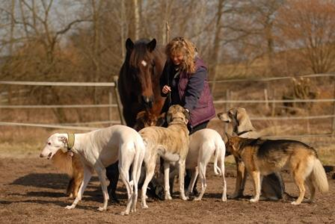 Christel Löffler & Robert Mehl: Gemeinsam statt gegeneinander: Systemische Lösungen für herausforderndes Hundeverhalten
