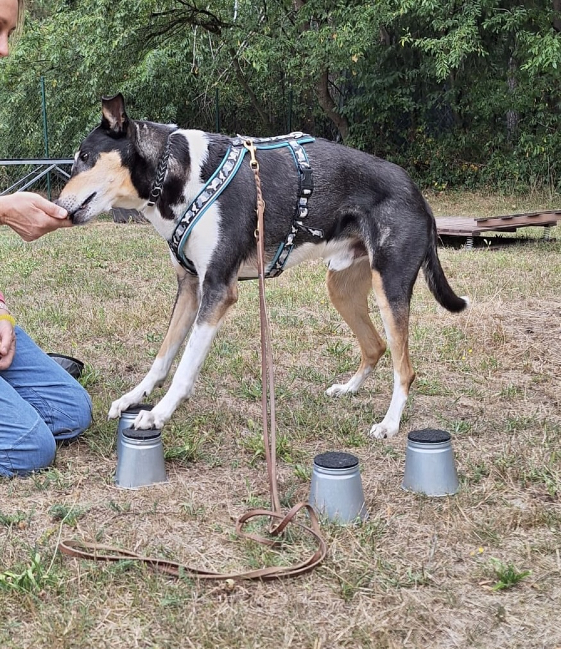 Vier-Pfoten-Bewegung – Gymnastiksport für Hunde 