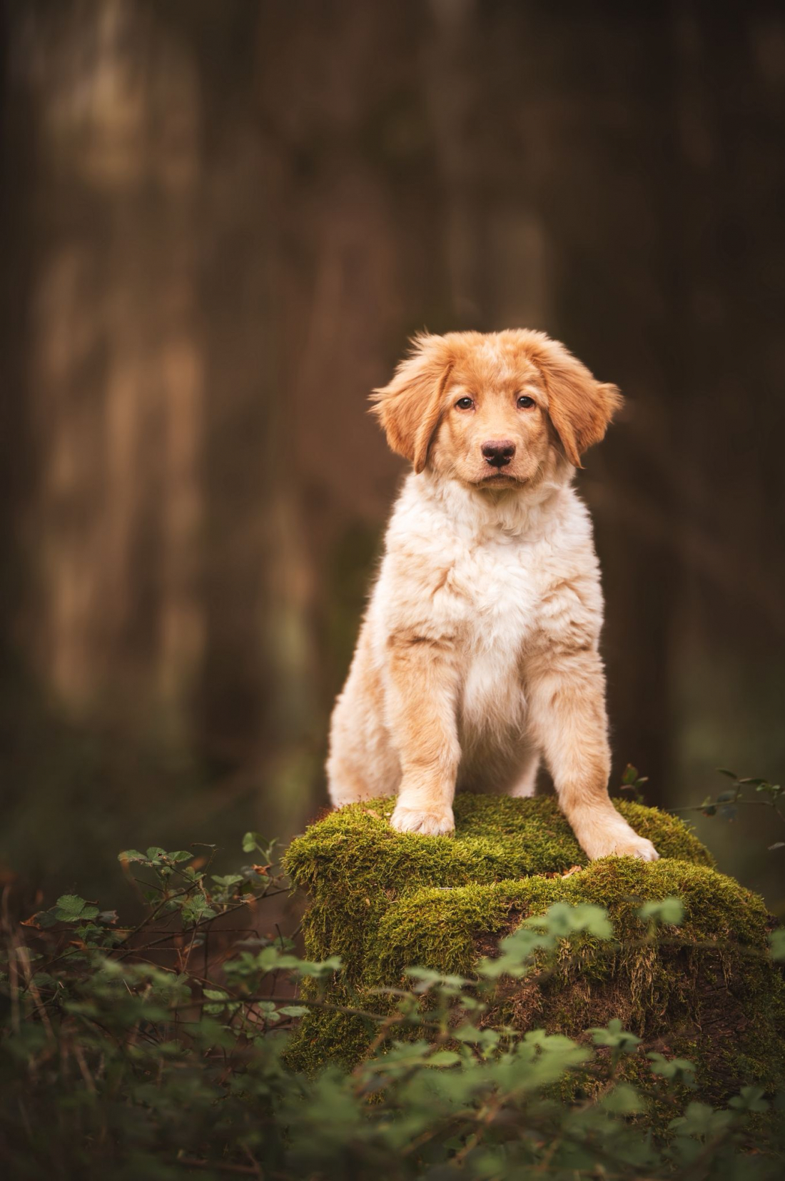 Social Walk mit Fotograf – Thema Natur