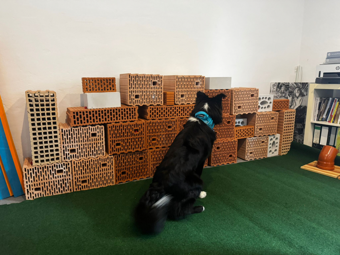 2-Tages-Basisseminar Spürhund - passiv