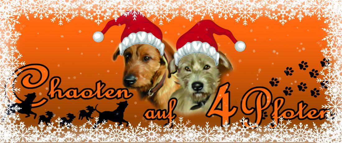 Weihnachten in der Hundeschule
